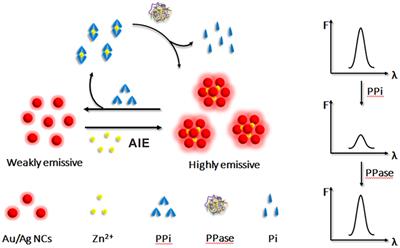 Aggregation-Induced Emission of Au/Ag Alloy Nanoclusters for Fluorescence Detection of Inorganic Pyrophosphate and Pyrophosphatase Activity